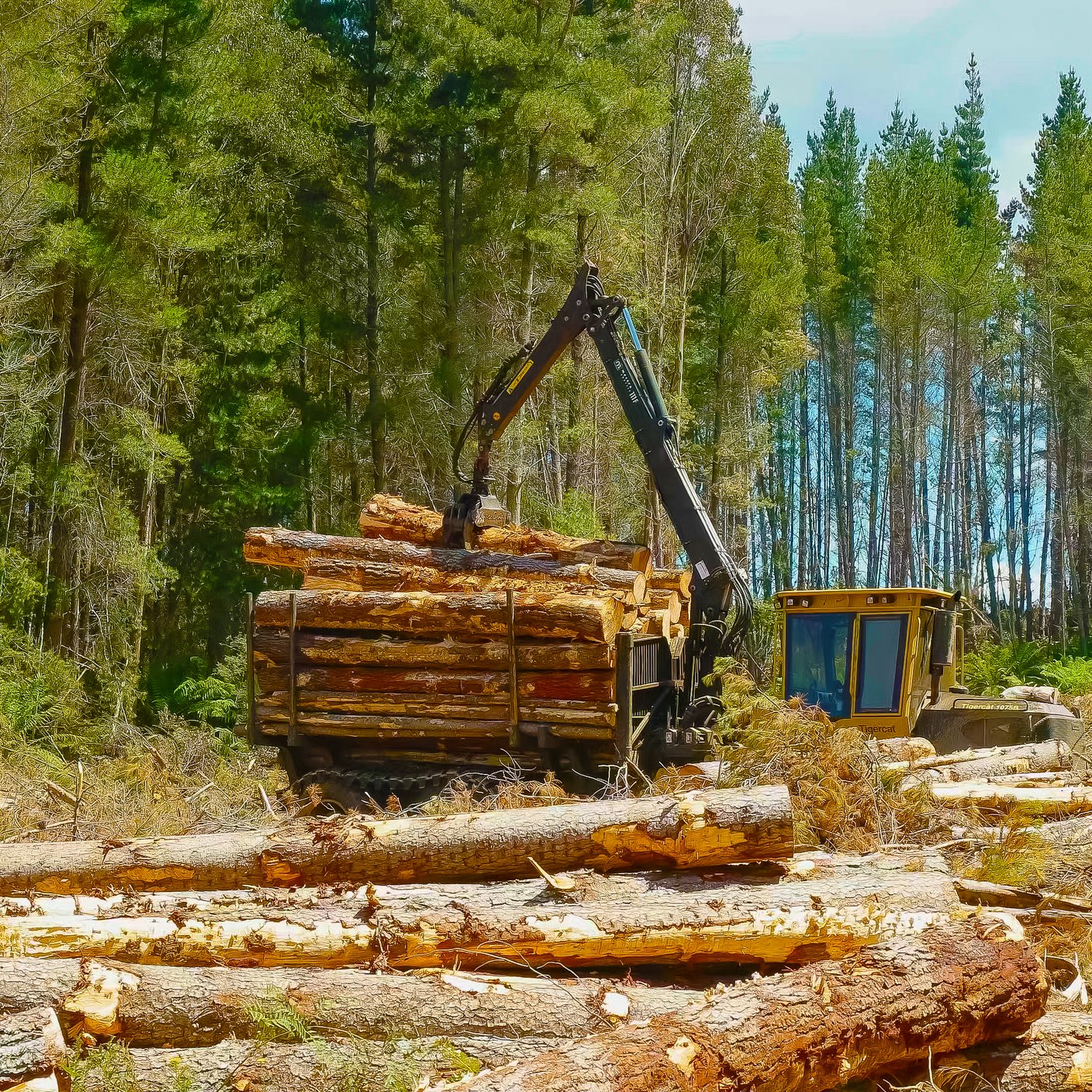  Side view of a log loader loading pine logs near Tarraleah in Tasmania, Australia