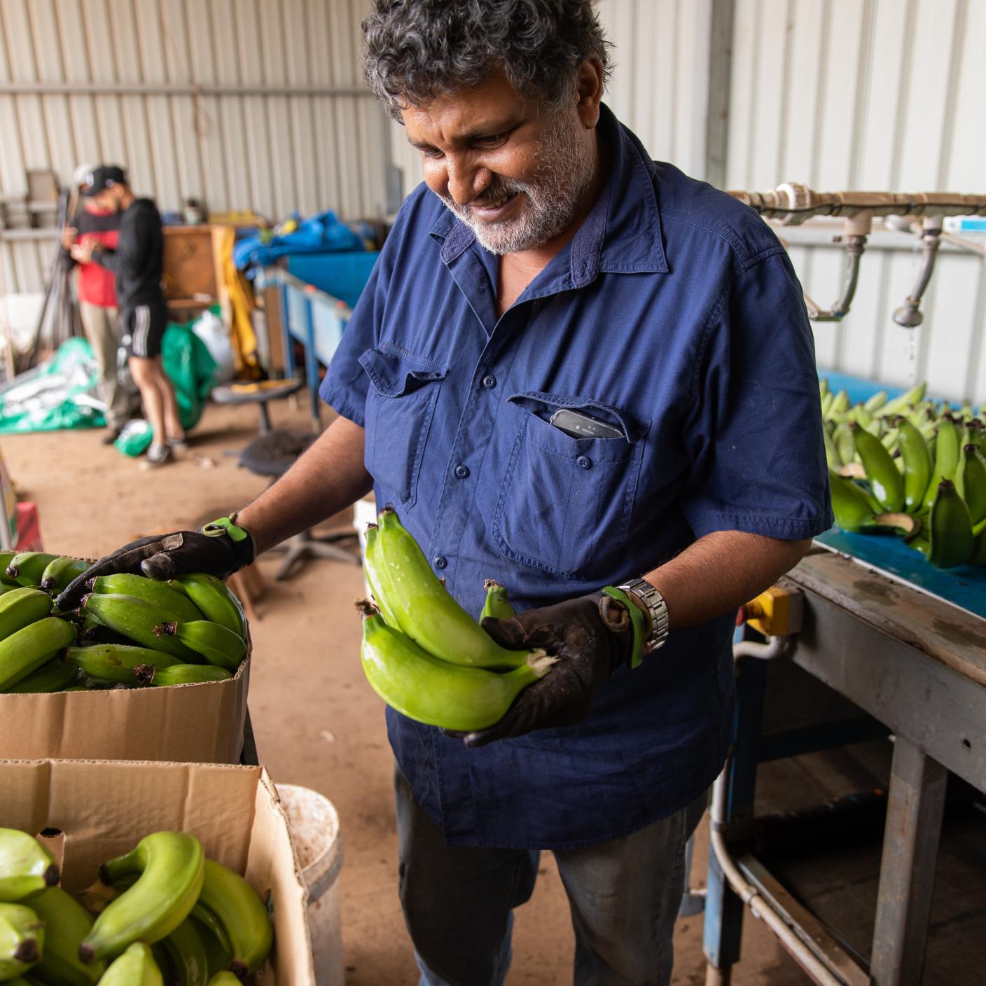 Male farmer selects bananas for packing