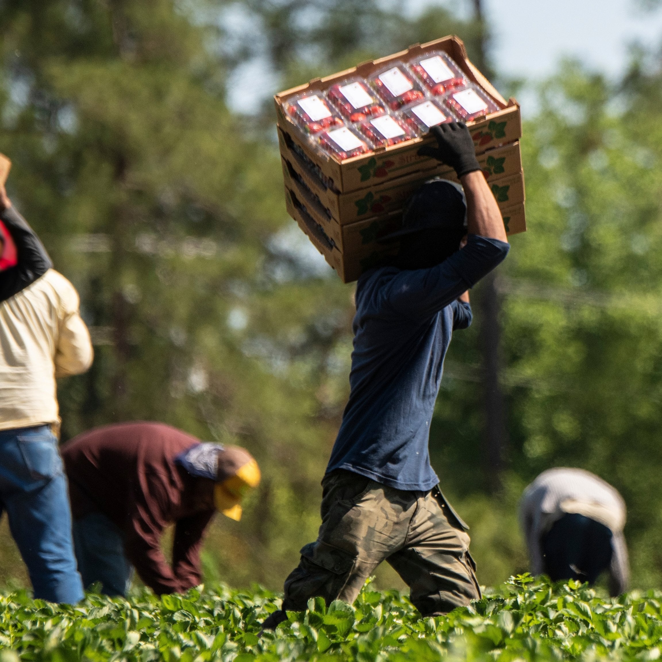 An Asian farmer is picking ripe cherries