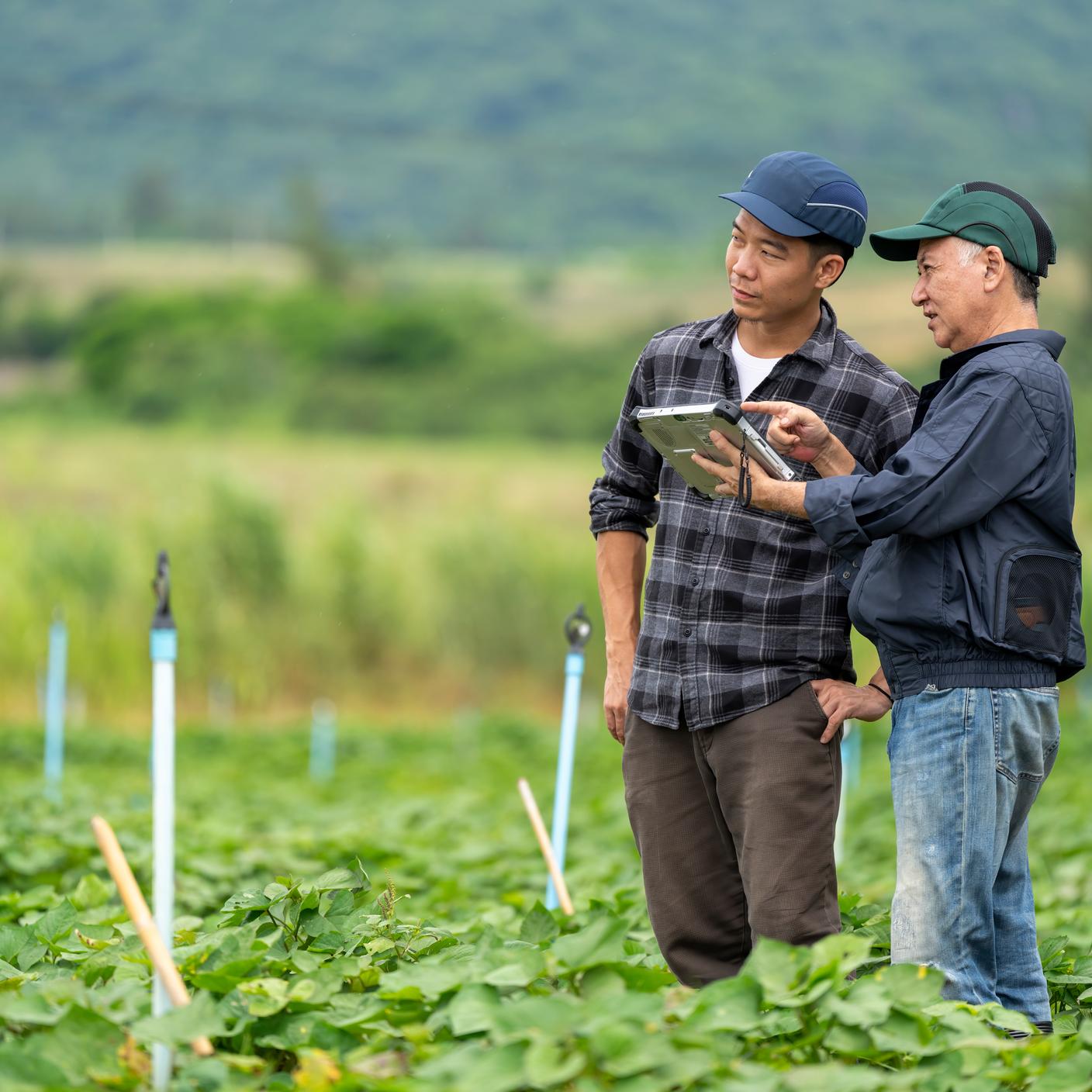 People walking through a field