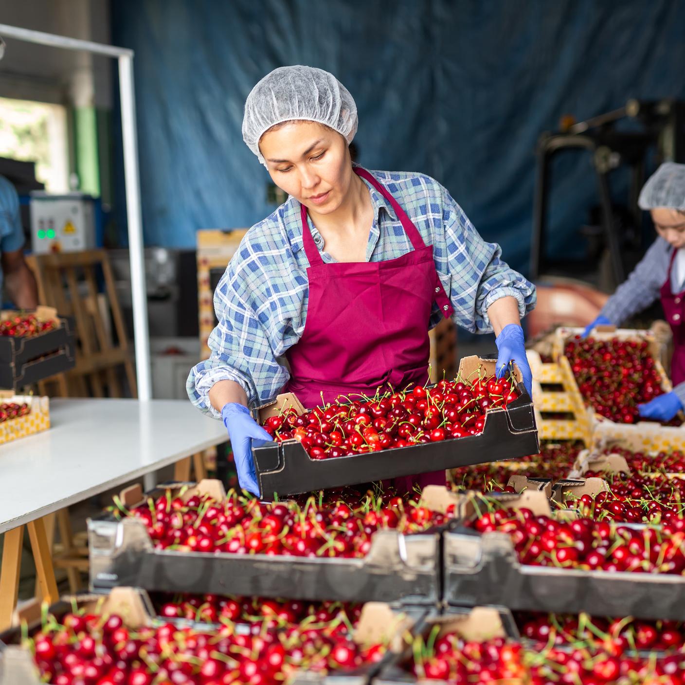 Segurança de alimentos: mulher colhendo cerejas