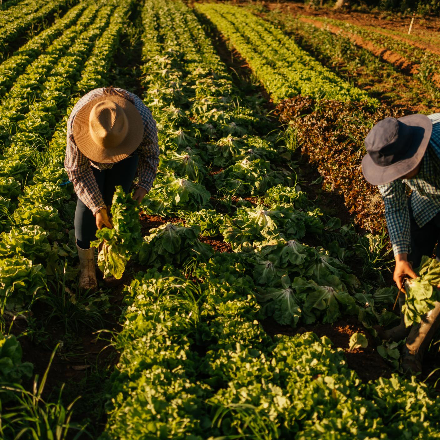 Farmers picking vegetables in a field