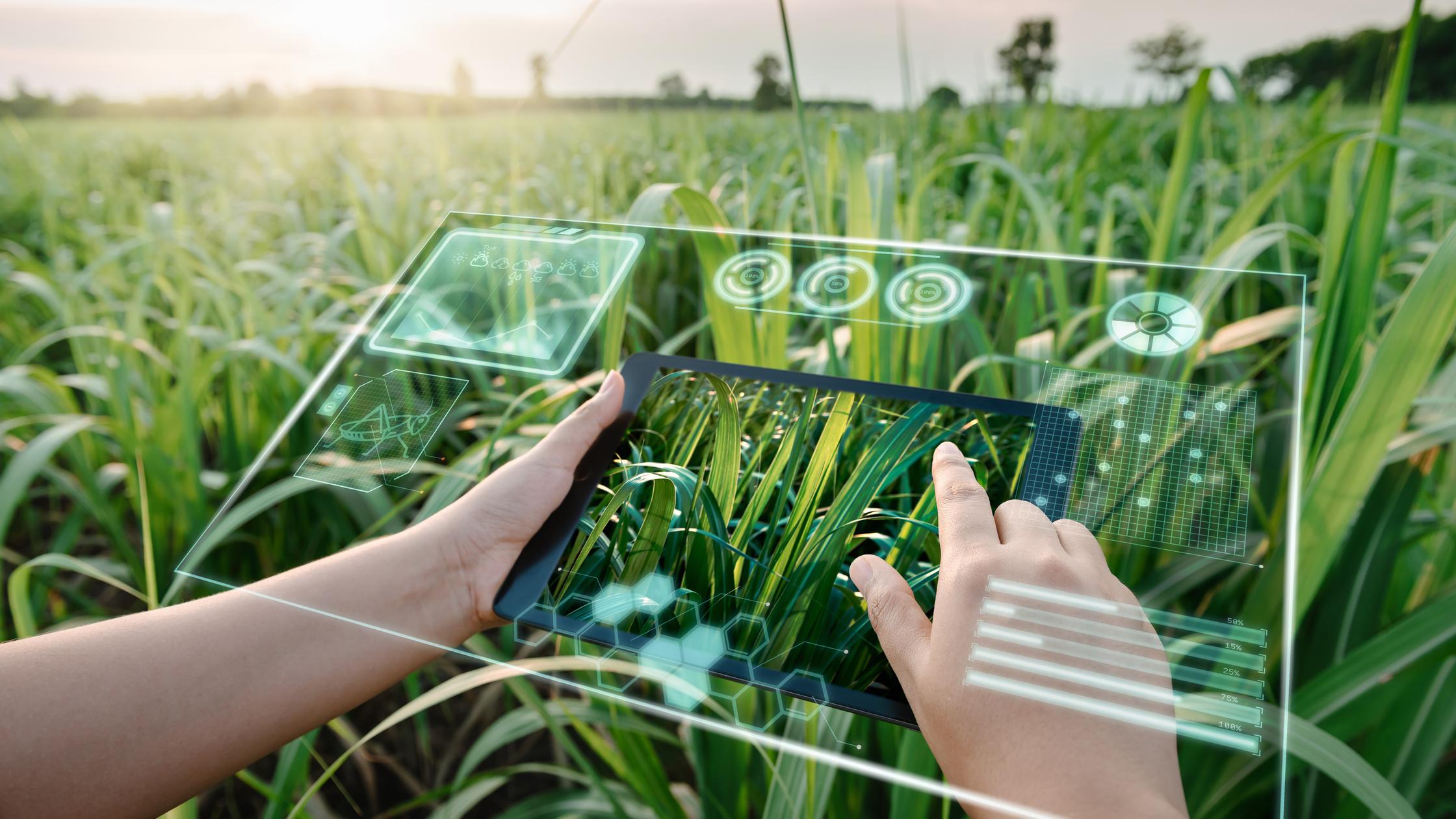 Tablette numérique avec intelligence artificielle (IA) en réalité virtuelle pour l’analyse des maladies des plantes.